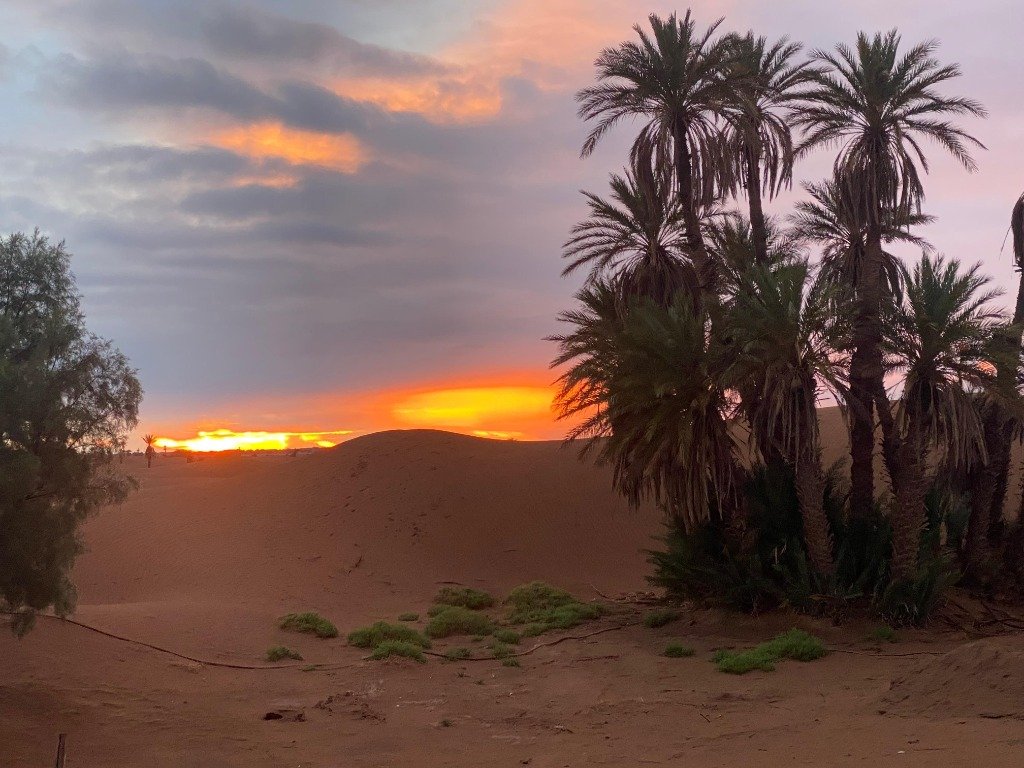 Palm Oasis Sunset